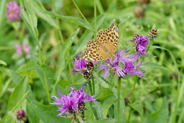 Silver-washed Fritillary butterfly (Argynnis paphia) sitting on pink flower in Zurich, Switzerland