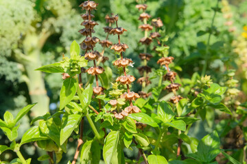 Dry seeds on a basil bush is growing in cottage garden. Aromatic green basil growing. Herbaceous plant. Sunny day.