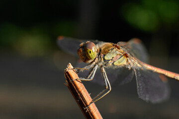Close-up of dragonfly resting on a twig in nature
