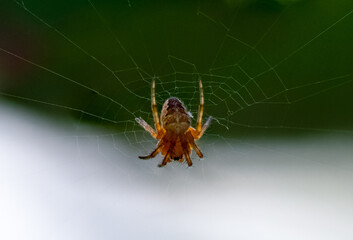 Macro photo of spider in web