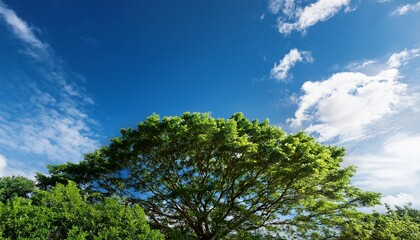 Obraz premium clear sky featuring a lush green tree