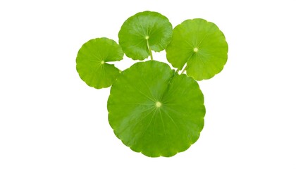 Close-up of several round green leaves