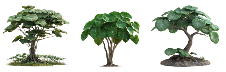 Taro Wetland Type Tree isolated on transparent background
