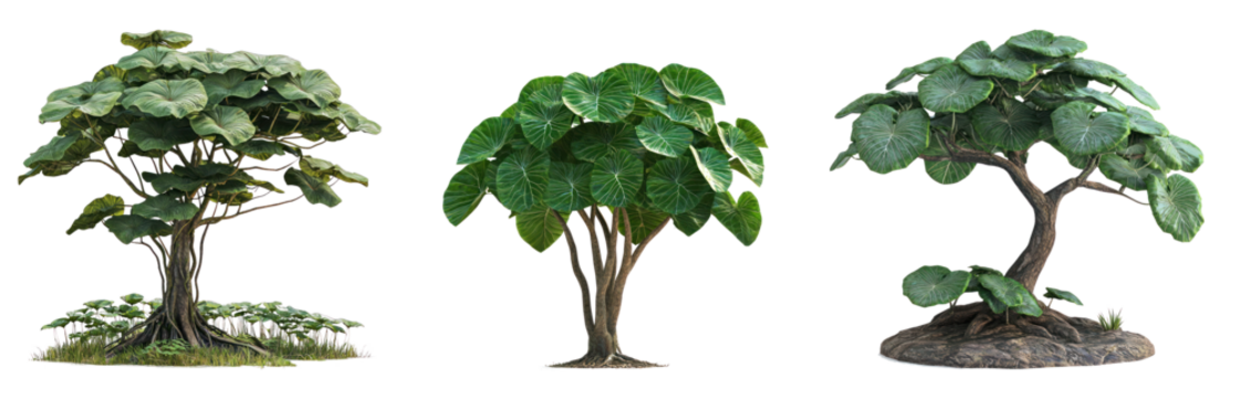 Taro Wetland Type Tree isolated on transparent background