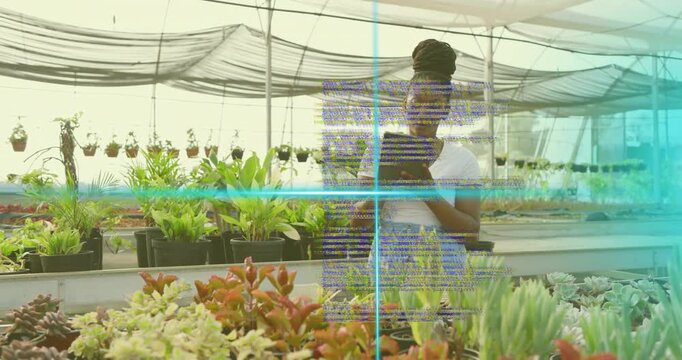 Nursery technician tapping tablet, scrolling overlays, pointing rosette and matching plant details