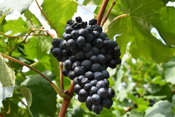 Traube in Sonnenschein in Südtirol 
