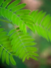green fern leaves