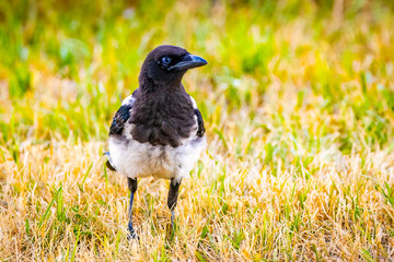 Portrait of a Beautiful Black-billed Magpie