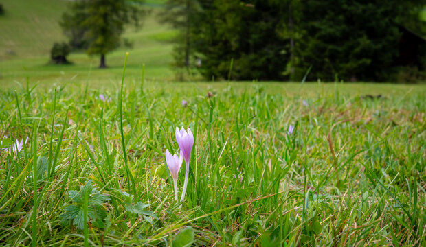 Colchicum autumnale