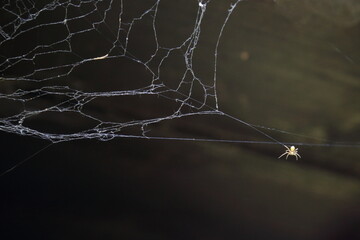 Small orb weaver spider on web