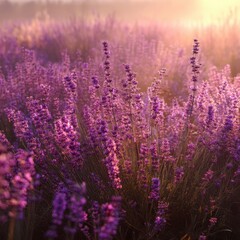 Naklejka premium Lavender field sunrise, tranquil beauty, scenic farm. Possible use greeting card