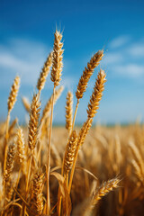 Fototapeta premium stunning landscape captures essence of summer in different countries featuring golden fields of ripe wheat