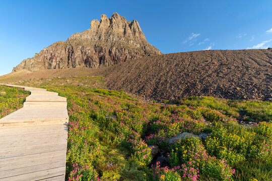 morning light and wildflowers at Logan Pass in Glacier National Park 