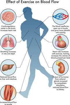 Medical illustration of Effect of Exercise on Blood Flow, with annotations.