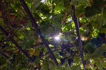 Weinlaube