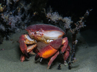 Pancake crab from Cyprus