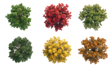 Overhead view of autumn trees