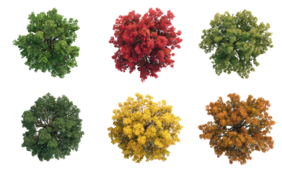 Overhead view of autumn trees