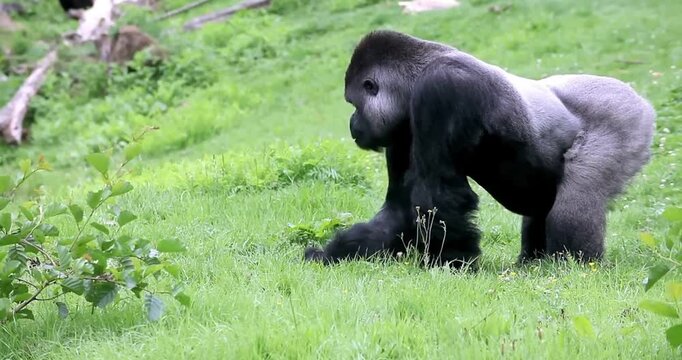 Full Body Side Profile of a Dominant Male Gorilla in its Natural Habitat