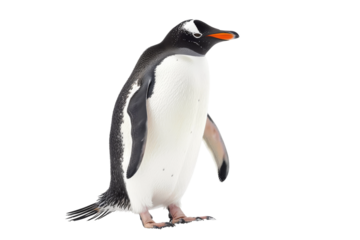 Penguin image isolated on transparent background great for wildlife photography showcases and nature documentaries