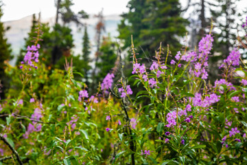 Obraz premium Close-up of Rosebay Willowherb Flowers