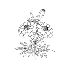Vector art of a detailed line drawing of two marigold flowers with a bud and leaves, isolated on a