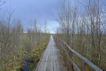 Fototapeta premium Wooden Boardwalk Through Wetlands in Yelnya Nature Reserve, Belarus