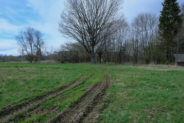 Obraz premium Grassy Field with Tire Tracks and Trees in Yelnya Nature Reserve