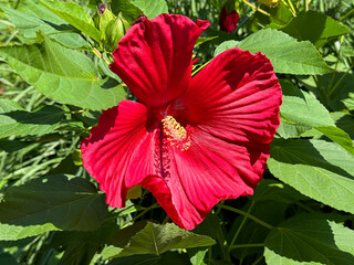 Hibiscus moscheutos red bloom Rose Mallow Swamp Rose.