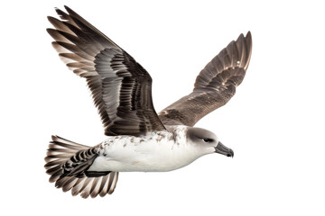 Majestic petrel bird isolated on clear transparent background emphasizing its streamlined body and wings for birdwatching enthusiasts.