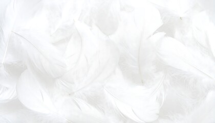 Obraz premium A close-up of many white feathers