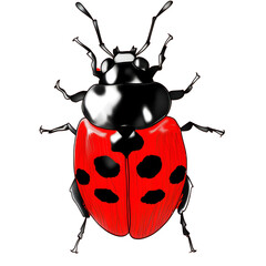 Fototapeta premium Ladybug Illustration: A vibrant illustration of a ladybug, showcasing its iconic red body with black spots, its detailed antennae and legs. perfect for nature and insect themes.