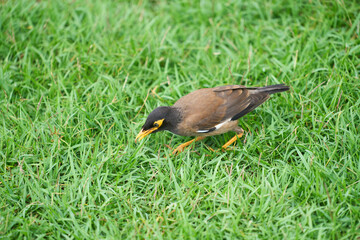 Obraz premium duck in the grass