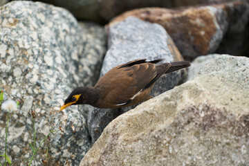 bird on a rock