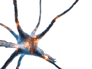 Nerve cell structure, detailed illustration