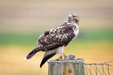 Juvenile Red-tailed Hawk Close-up Portrait