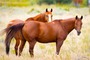 Close-up Portrait of a Pair of Wild Horses