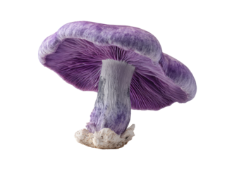 Close-up of a vibrant purple mushroom (4)