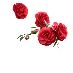 Fototapeta premium Deep Red Roses on White Background