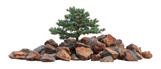 Small evergreen tree atop a pile of rocks