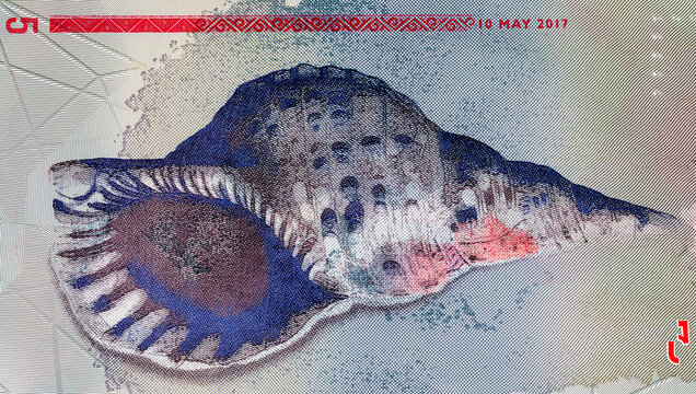 5 Rufiyaa of Maldives with the image fragment shows Sangu, Conch shell - Triton's trumpet. Polymer Money of Maldives.