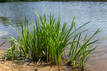 Green Grass Reaching for the River