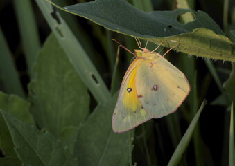 Clouded Sulphur Butterfly Resting on Leaf