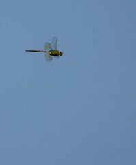 Green Darner Dragonfly Flying Against Blue Sky