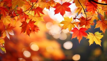 autumnal canopy featuring vibrant red orange and yellow maple leaves against a soft bokeh background