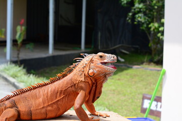 Orange iguana model displayed on a rock in a themed exhibit.