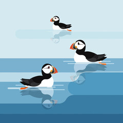 Naklejka premium Three puffins swimming in blue water with reflections.