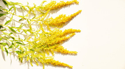 ragweed flower on white background