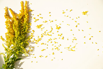 ragweed flower on white background