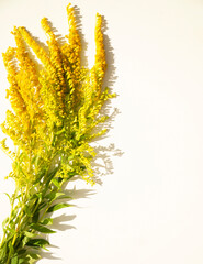 ragweed flower on white background